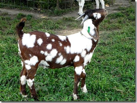 Nigerian Dwarf Buck - 100. . Goats for sale in ky